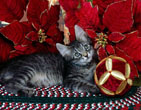 Christmas Wallpapers 318
